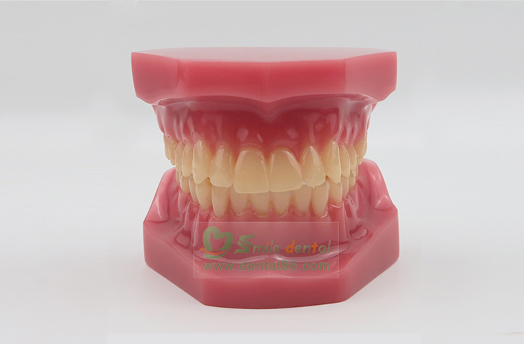 TM-B6 Orthodontic Model